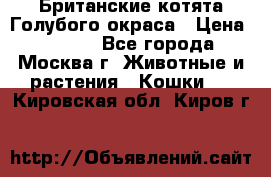 Британские котята Голубого окраса › Цена ­ 8 000 - Все города, Москва г. Животные и растения » Кошки   . Кировская обл.,Киров г.